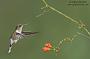 Hummingbird Garden Photo: Ecuadorian Piedtail